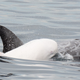 Image courtesy of Kate Cummings, Blue Ocean Whale Watch